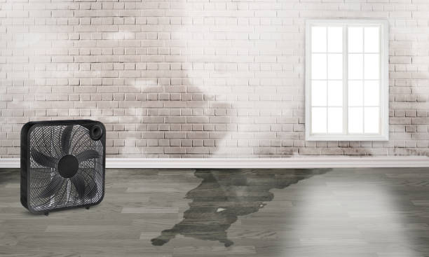 Best Professional water damage repair  in Loretto, PA